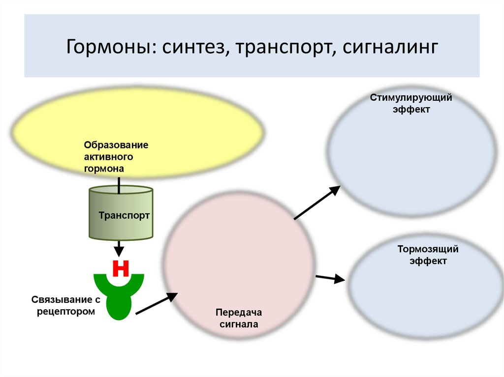 Синтез транспорт. Формы транспорта гормонов. Синтез гормонов. Транспорт гормонов физиология. Нарушение синтеза гормонов.