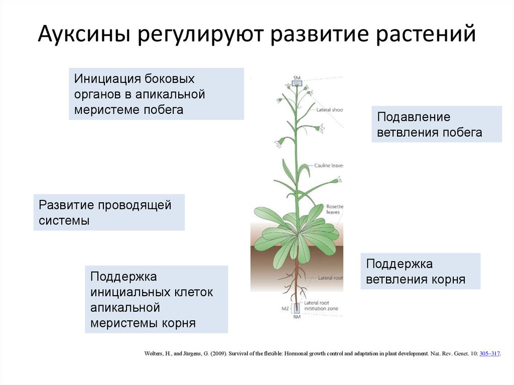 Влияние условий на развитие растений. Фитогормон ауксин. Гормон ауксин у растений. Механизм действия ауксинов. Апикальная меристема побега.