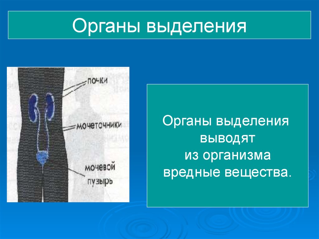 Выбери органы выделения человека. Органы выделения 4 класс окружающий мир.