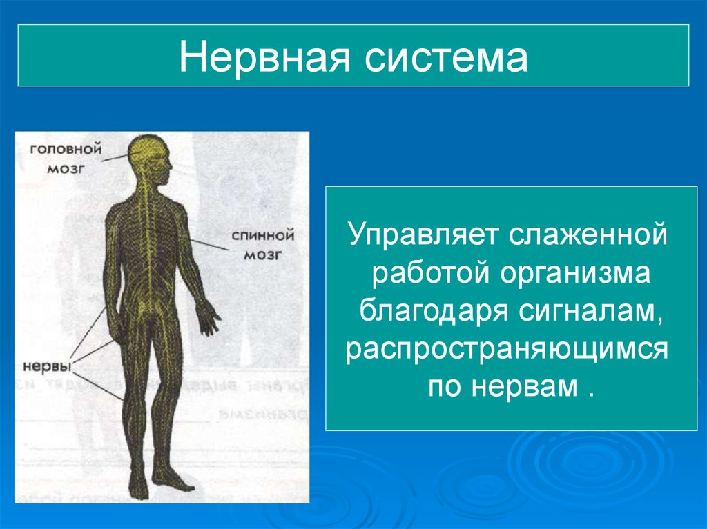 Нервной системой управляет. Нервная система человека. Организм человека нервная система. Система органов человека нервная система. Сообщение о нервной системе.