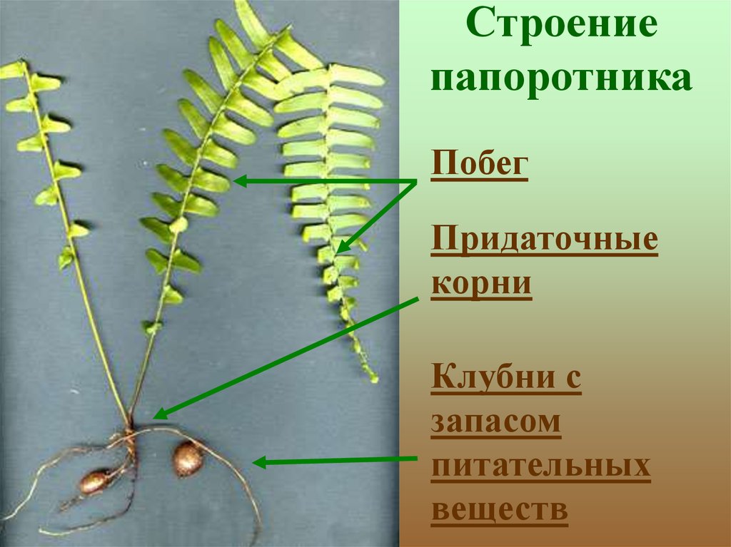 Папоротник щитовник мужской тип подземного побега. Папоротник нефролепис корни. Папоротник биология строение. Щитовник побег. Побеги щитовника строение.