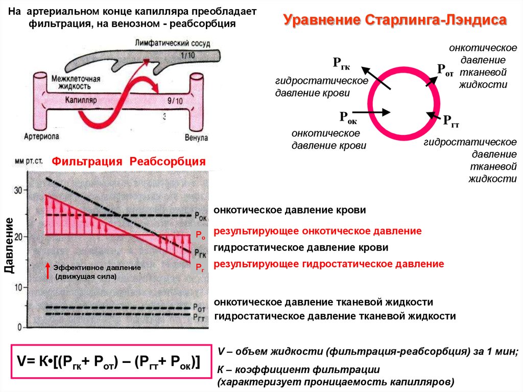 Поднялся капилляром. Проницаемость капилляров. Уравнение Старлинга. Проницаемость кровеносных капилляров. Уравнение Старлинга физиология.