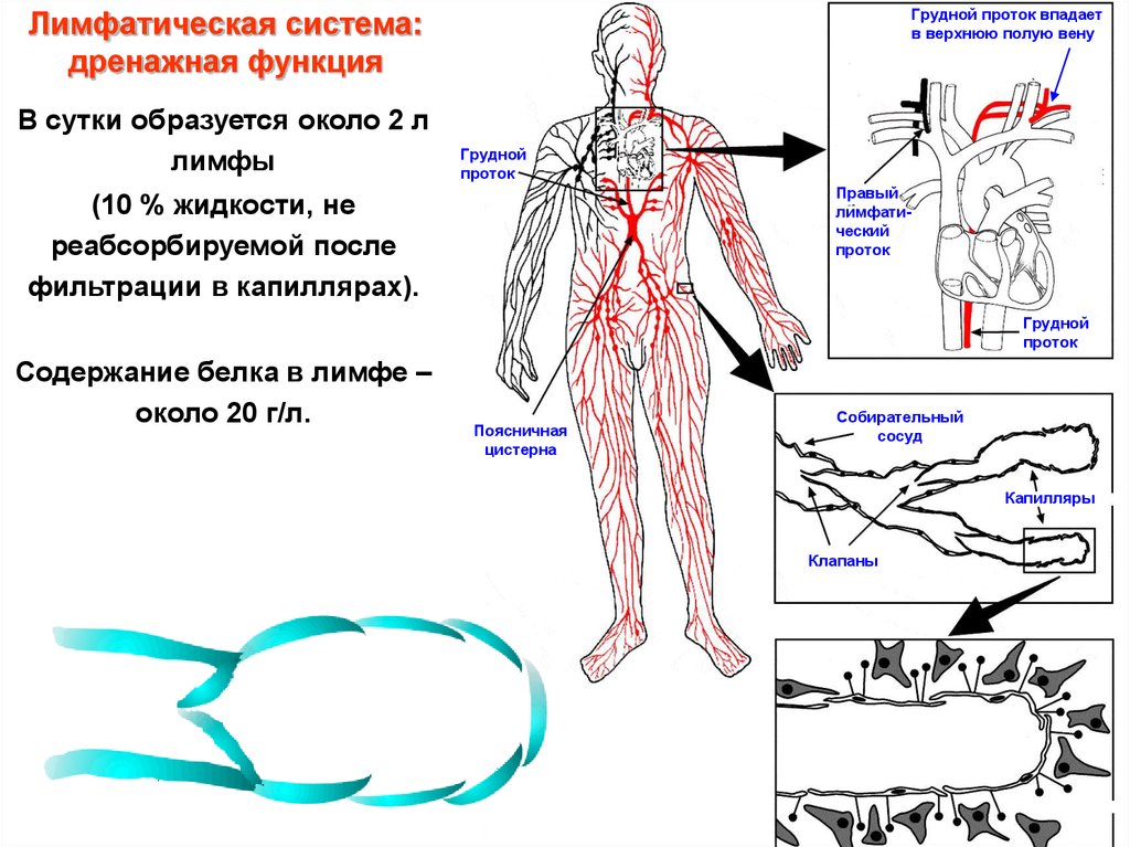 Лимфодренажная система. Лимфатическая система человека схема движения. Анатомия тела человека лимфатическая система. Сосуды лимфатической системы. Венозная и лимфатическая система.