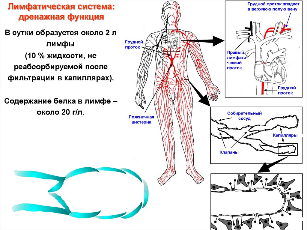 Схема оттока лимфы от тела