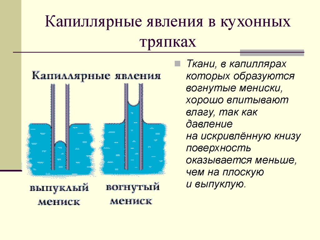 Капиллярные явления в природе презентация