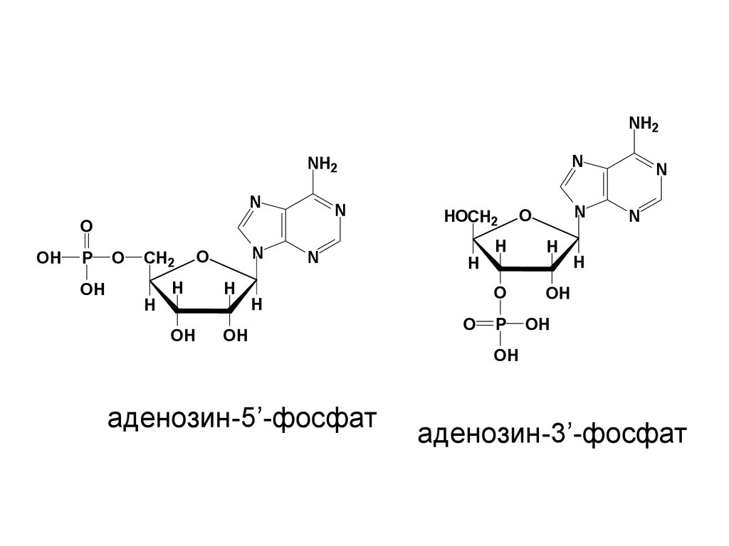 Аденозин. Аденозин 3 5 фосфат. Аденозин 3 фосфат формула. Аденозин-5-фосфат структурная формула. Аденозин 2 фосфат формула.