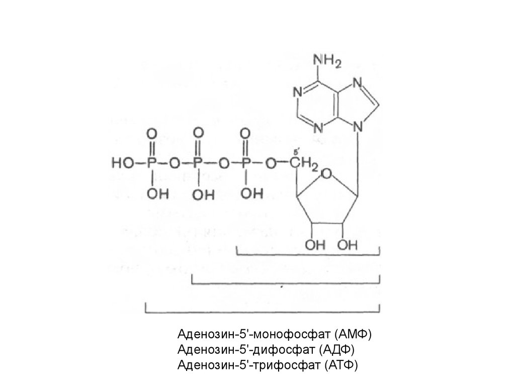 Аденозин. Аденозин 5 монофосфат. Аденозин 5 монофосфат формула. Аденозин монофосфат формула.