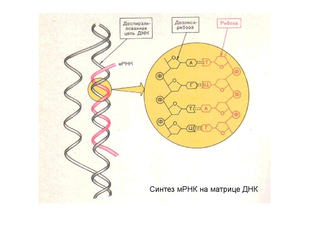 На матрице рнк происходит. Синтез ИРНК на матрице ДНК. Матрица для синтеза РНК. Синтез информационной РНК на матрице ДНК. Синтез РНК на матрице РНК.