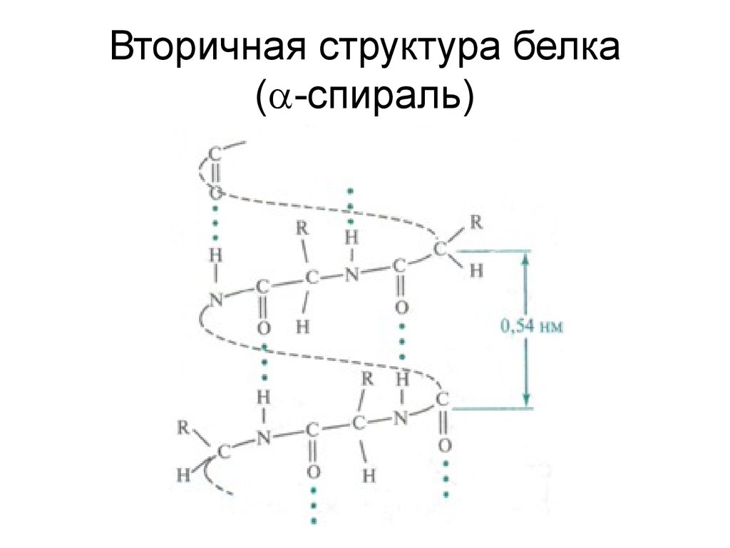 Структура спирали. Бета спираль вторичной структуры белка. Альфа спираль вторичной структуры белка. Вторичная структура белков Альфа спирали. Альфа и бета спираль вторичной структуры белка.