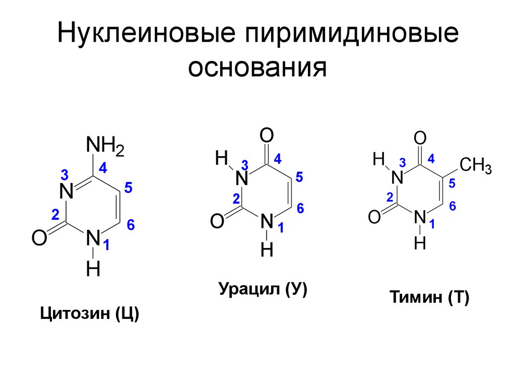 Особенности строения основания. Пиримидиновые производные нуклеиновых кислот. Пиримидиновые нуклеиновые основания. Структура пиримидиновых азотистых оснований. Тимин это пиримидиновые основания.