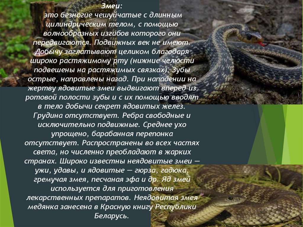 Змейка текст. Змеи доклад. Презентация о змеях. Сообщение о пресмыкающихся змеи. Класс пресмыкающиеся змеи.