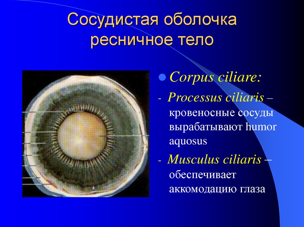 Ресничное тело. Сосудистая оболочка глаза цилиарное тело. Сосудистая оболочка глаза ресничное тело. Pесничное тело, Corpus ciliare. Цилиарная оболочка.