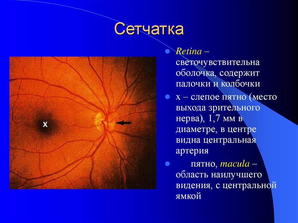 Место выхода зрительного нерва. Слепое пятно на сетчатке глаза. Центральная ямка сетчатки. Сетчатка светочувствительная оболочка.