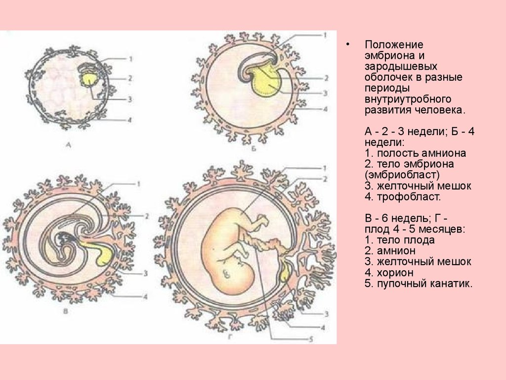 Эмбриональное развитие строение. Зародышевая оболочка амнион. Зародышевые оболочки амнион и хорион. Строение эмбриона желточный. Эмбриональные оболочки хорион амнион аллантоис.