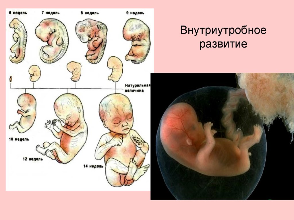 Формы развития плода. Стадии внутриутробного развития плода человека. Внутриутробное развитие эмбриона плода по неделям. Стадии внутриутробного развития схема. Этапы внутриутробного развития ребенка.
