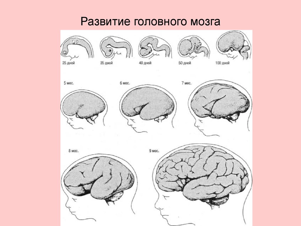 Возрастные изменения мозга. Формирование мозга. Схема развития головного мозга. Формирование мозга у ребенка. Головной мозг ребенка.