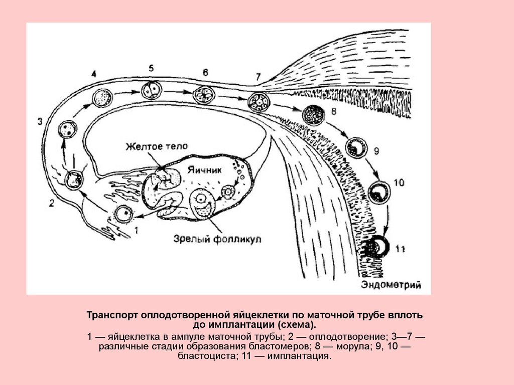 Имплантация в полости матки. Схема процесса оплодотворения человека. Оплодотворение и дробление в маточной трубе. Схема оплодотворения в маточных трубах. Схема созревания яйцеклетки.