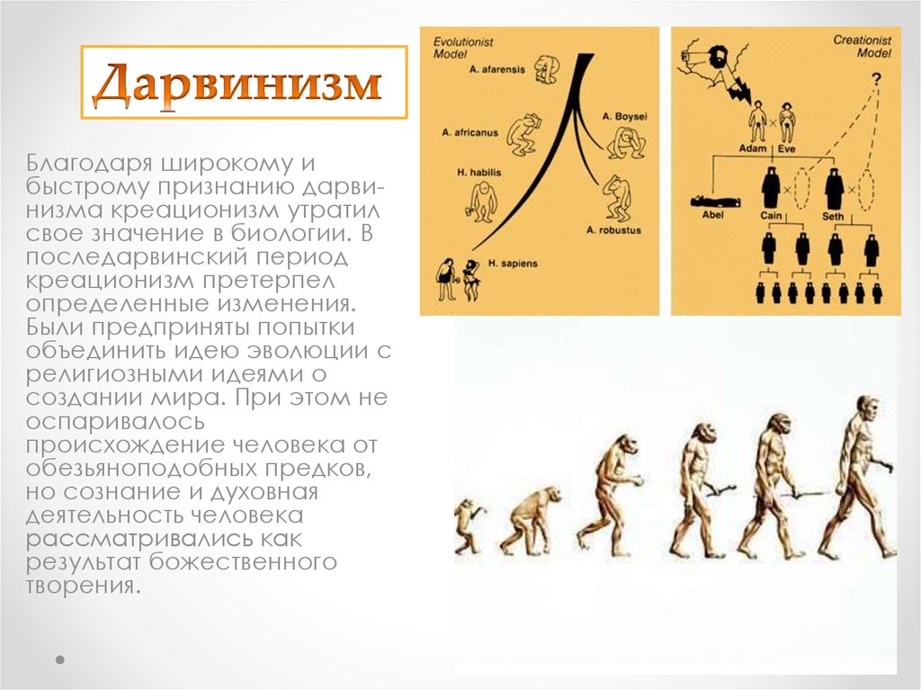 Креационизм презентация по биологии 9 класс