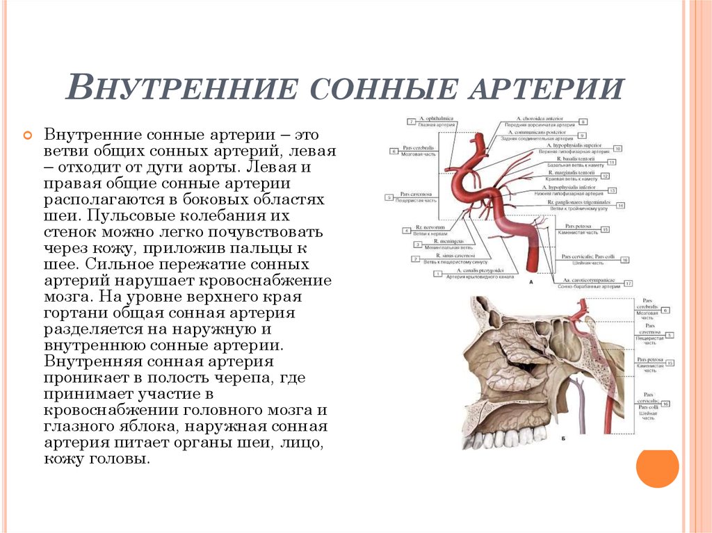 Внутренняя сонная артерия анатомия
