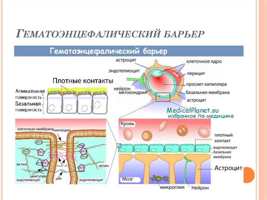 Гематоэнцефалический барьер презентация