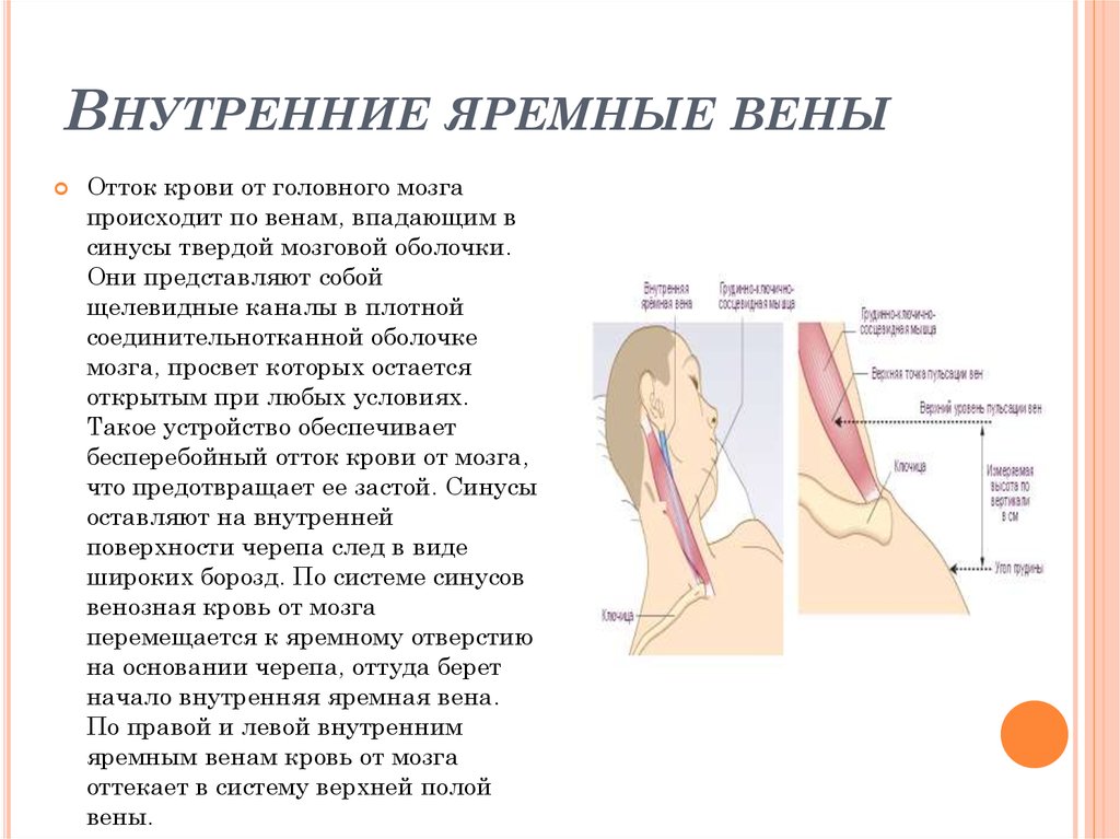 Техника яремной вены