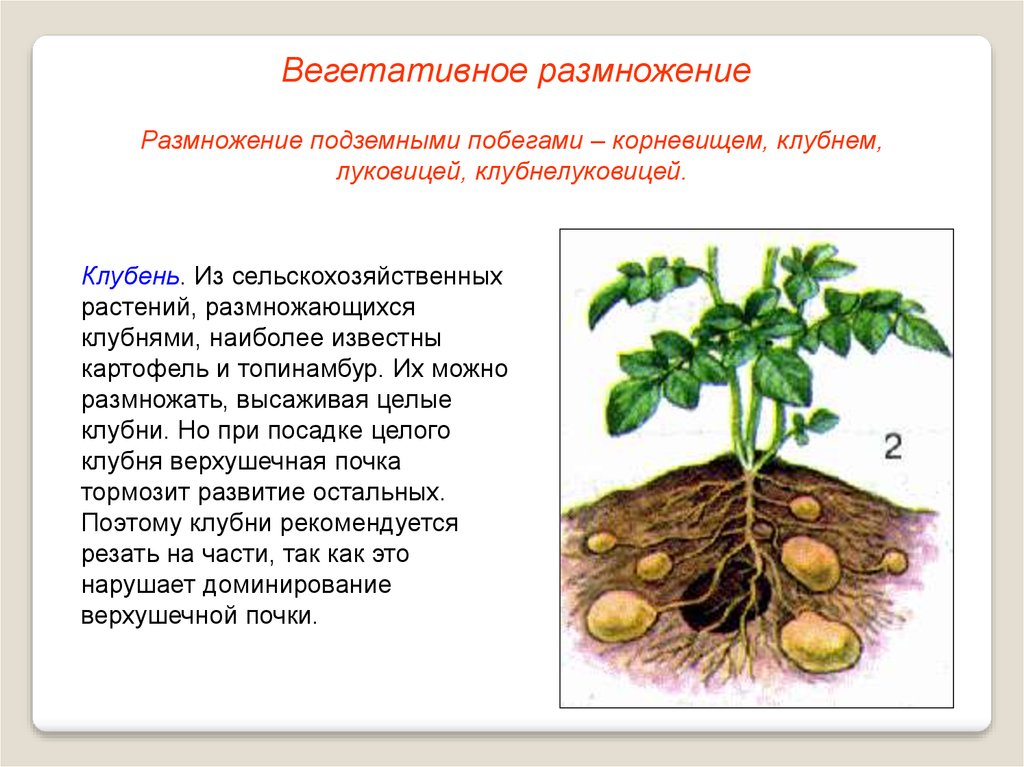 В чем заключается размножение в жизни растения. Вегетативное размножение топинамбура. Вегетативное размножение картофеля клубнями. Бесполое размножение клубнями. Бесполое размножение вегетативное клубнями.