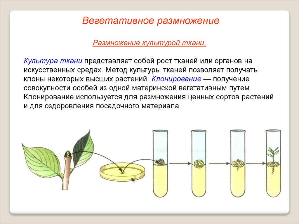Какая наука изучает процесс размножения растений. Размножение растений культурой тканей. Метод вегетативного размножения растений. Культура тканей вегетативное размножение. Способы вегетативного размножения растений схема.
