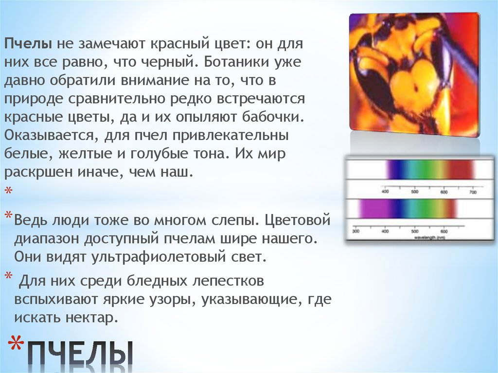 Презентация на тему как видят животные