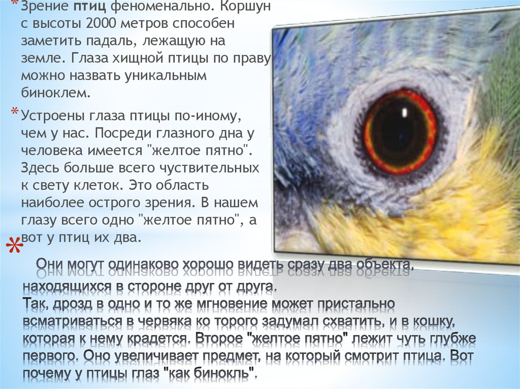 Глаза у птиц особенности. Глаз птицы. Органы зрения птиц. Как расположены глаза у птиц. Глазницы птиц.