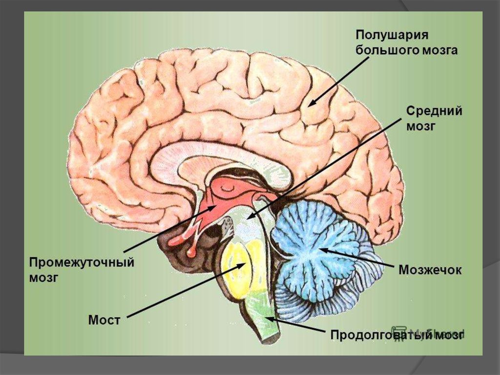 Отделы мозга и их функции рисунок с подписями