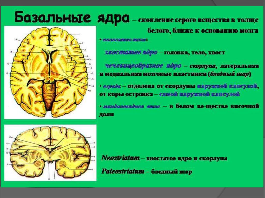 Подкорковые ядра полушарий. Подкорковые ядра. Базальные ядра головного мозга. Подкорковые ядра головного мозга анатомия. Подкорные ядра в головном мозге.