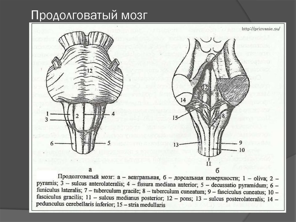 Дорсальной поверхности мозга. Вентральная поверхность продолговатого мозга схема. Схема наружного строения продолговатого мозга. Продолговатый мозг и мост вентральная поверхность. Наружное строение продолговатого мозга.