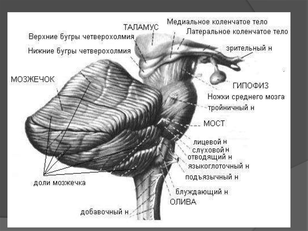 Коленчатые тела мозга. Латеральное коленчатое тело анатомия. Латеральное коленчатое тело функции. Латеральное коленчатое тело таламуса. Промежуточный мозг строение коленчатые тела.