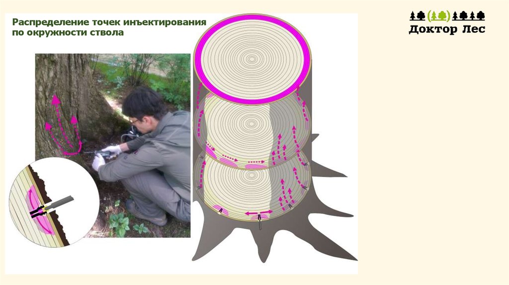 Распределение точек инъектирования по окружности ствола