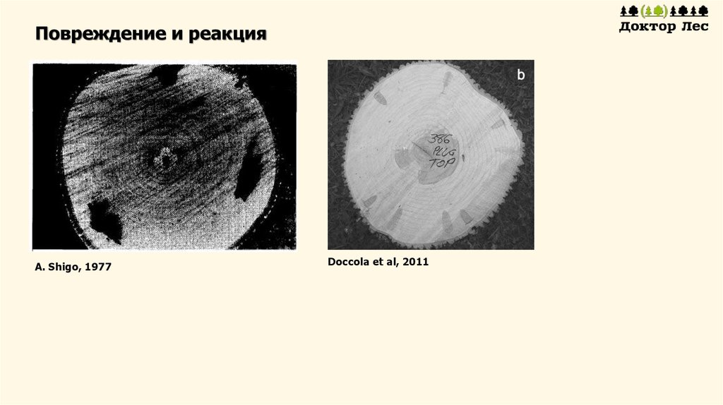 Повреждение и реакция