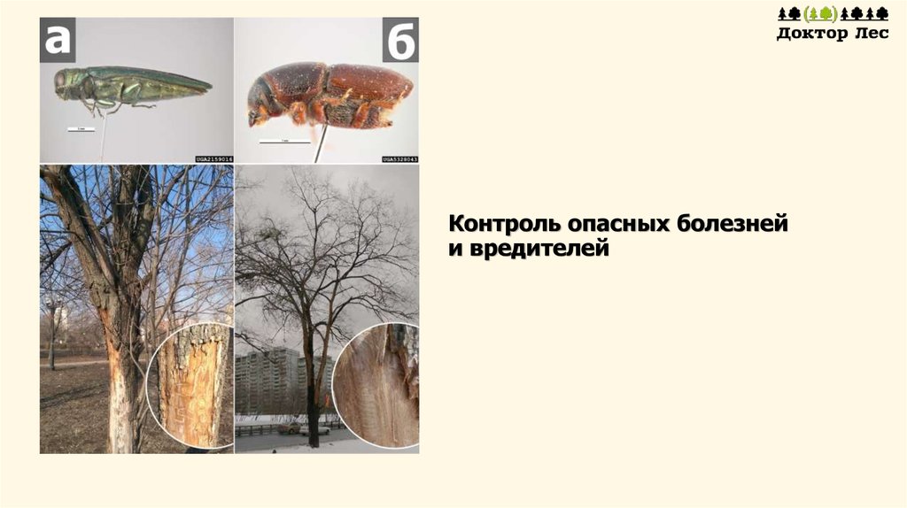 Контроль опасных болезней и вредителей