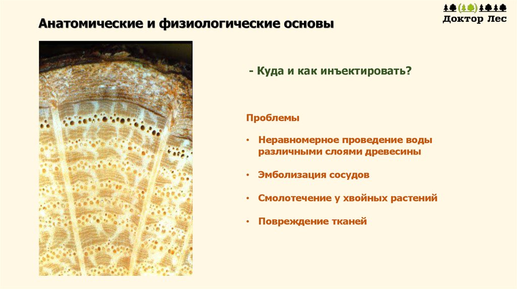 Анатомические и физиологические основы