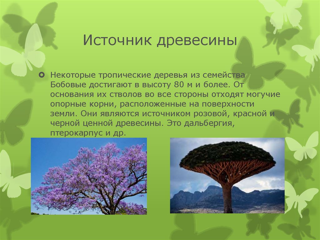 Семейство бобовые роль в природе. Деревья источник древесины. Растения источники древесины. Значение бобовых в жизни человека. Деревья являются источником.