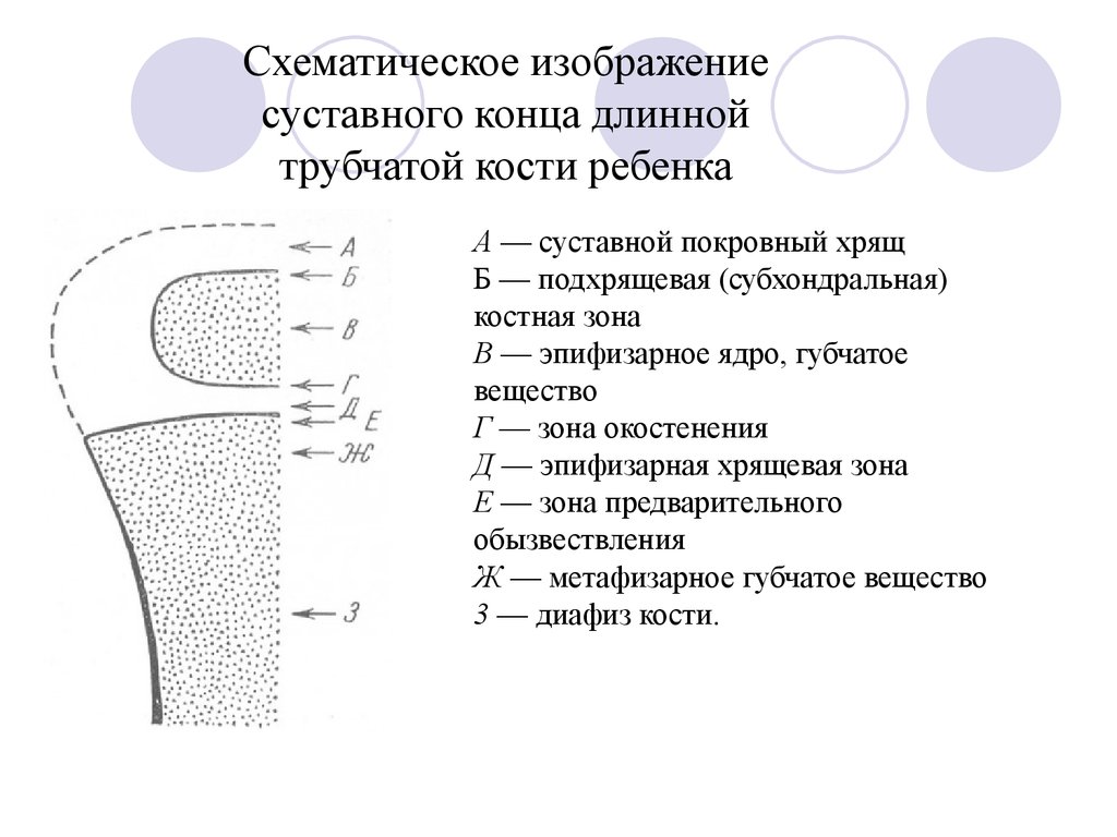 Трубчатые кости детей. Схема длинной трубчатой кости ребенка. Трубчатая кость эпифиз диафиз метафиз. Схема трубчатой кости взрослого и ребенка. Трубчатая кость ребенка схема.