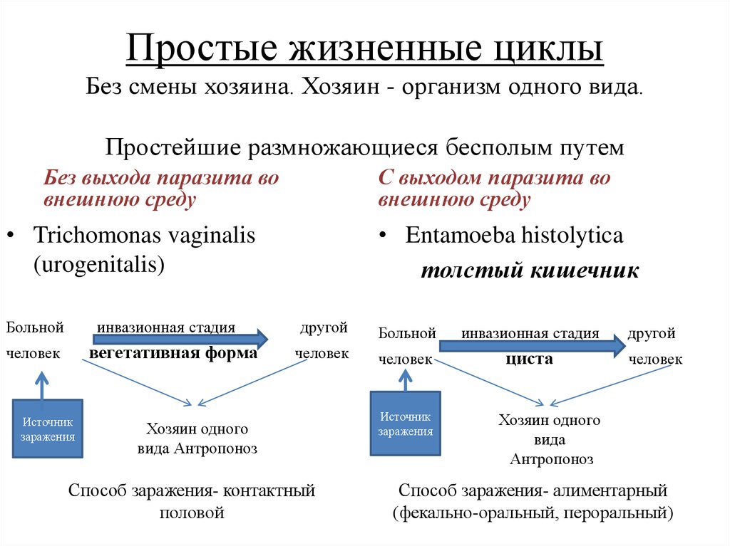 Циклы паразитов. Схемы жизненного цикла простейших. Жизненный цикл простейших. Цикл развития простейших. Цикл паразитических простейших.