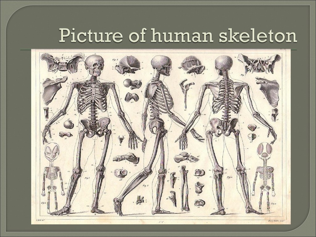 Про скелет человека. Скелет человека для детей. Скелет человека натуральный. Скелет человека презентация. Скелет для презентации.