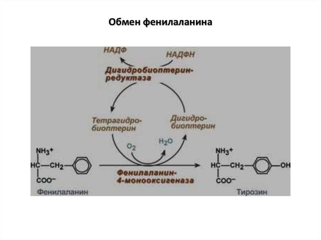 Фенилаланин биохимия. Схема метаболизма фенилаланина. Схема реакций обмена фенилаланина. Схема метаболизма тирозина. Обмен ароматических аминокислот фенилаланина и тирозина.