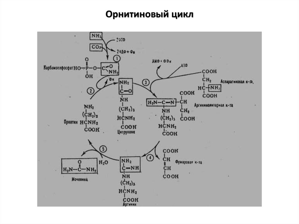 Реакции образования циклов. Регуляторные реакции орнитинового цикла. Митохондриальный фермент орнитинового цикла:. Орнитиновый цикл биохимия формулы. Орнитиновый цикл мочевинообразования схема.
