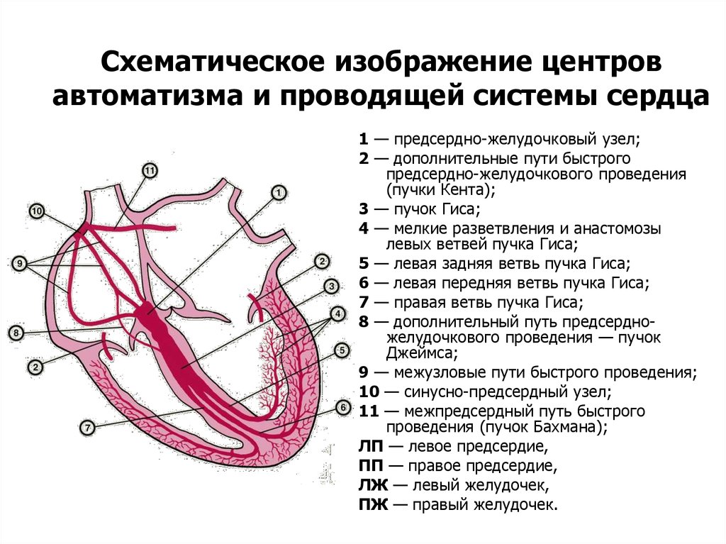Характеристика правого предсердия. Проводящая система сердца схема. Проводящая система сердца синоатриальный узел. Проводящая система сердца узлы пучки волокна. Схема узлов и Пучков проводящей системы сердца.