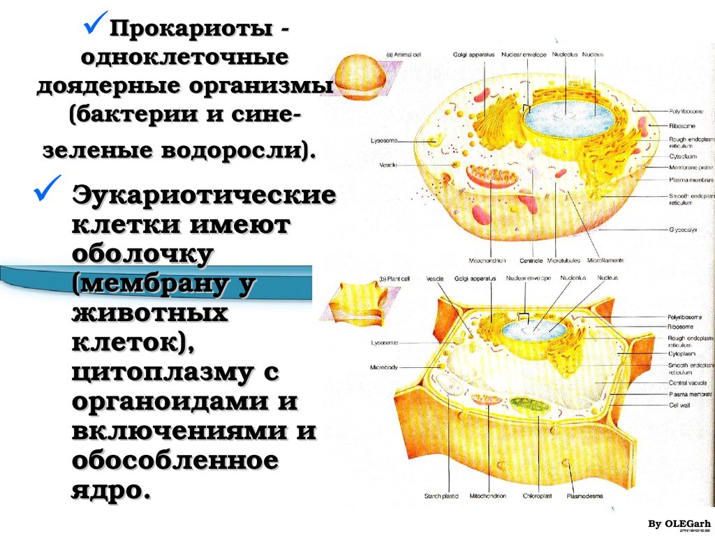 Клетка доядерного организма