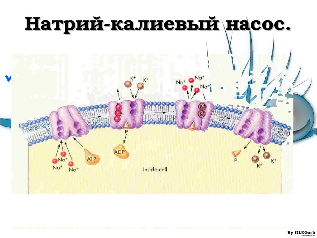 Калий натриевый насос схема