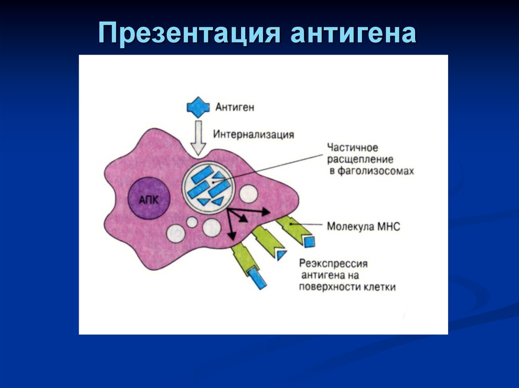 Антигены макрофагов. Механизм процессинга антигена схема. Презентация антигена. Процесс презентации антигена. Презентация антигена лимфоцитам.