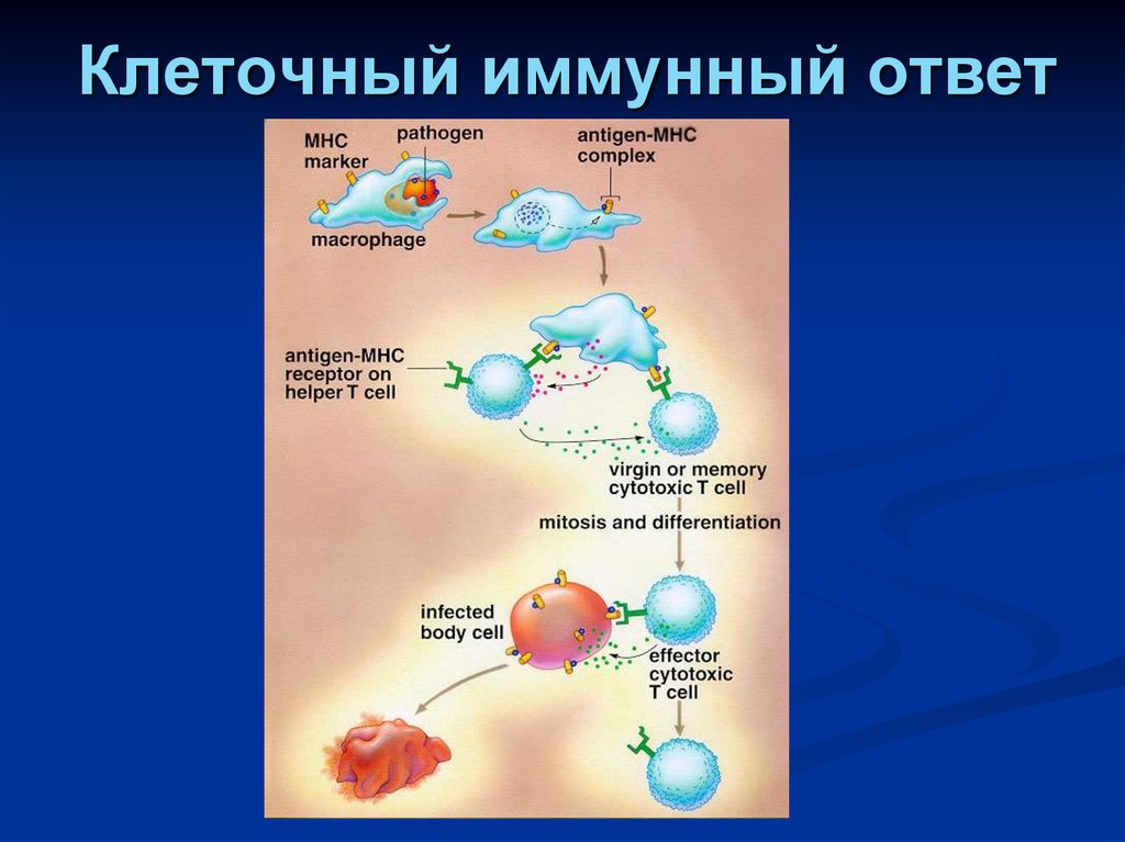 Классы иммунного ответа. Схема клеточного иммунного ответа. Схема иммунного ответа клеточного типа. Клеточный воспалительный механизм иммунного ответа. Клетки, участвующие в реакциях клеточного иммунного ответа.