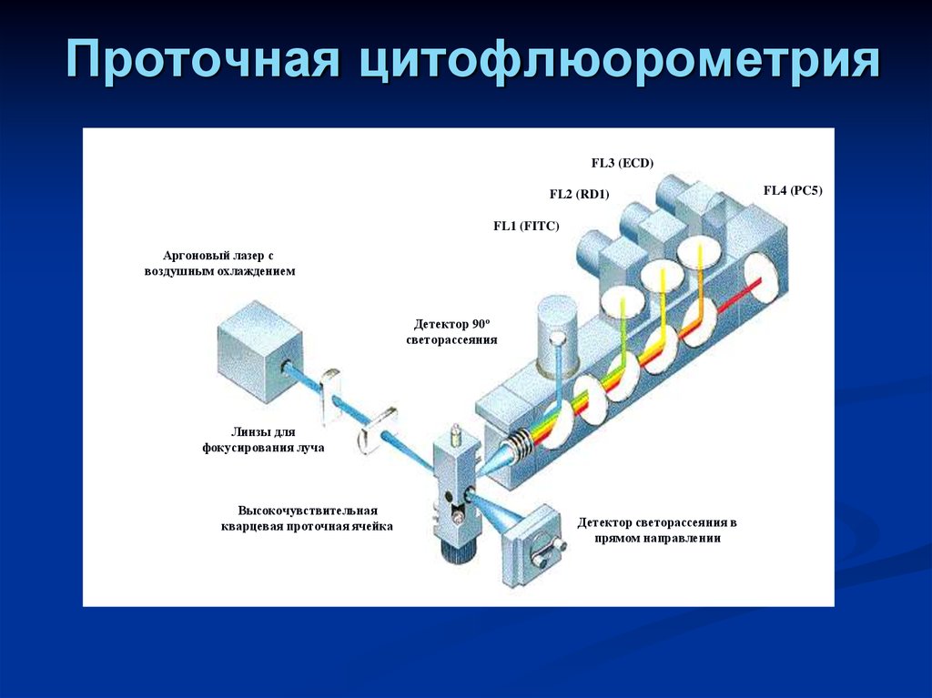 Схема подсчета лимфоцитов разных популяций с помощью проточного цитофлюориметра иммунология