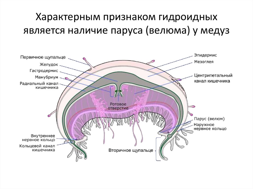 Кольцевой канал. Строение гидроидной медузы. Нервная система гидроидных медуз. Внутреннее строение медузы. Строение гидромедузы.